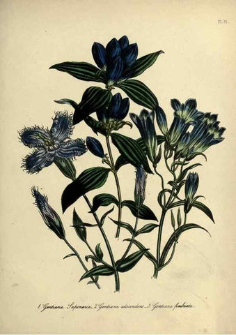 Reproducción/Reproduction 39801146003: The ladies' flower-garden of ornamental perennials.. London,W. Smith,1843-44.. 