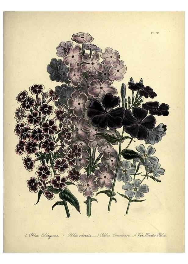 Reproducción/Reproduction 32890823888: The ladies' flower-garden of ornamental perennials.. London,W. Smith,1843-44.. 