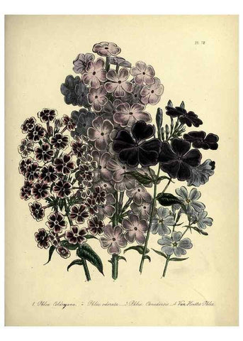 Reproducción/Reproduction 32890823888: The ladies' flower-garden of ornamental perennials.. London,W. Smith,1843-44.. 