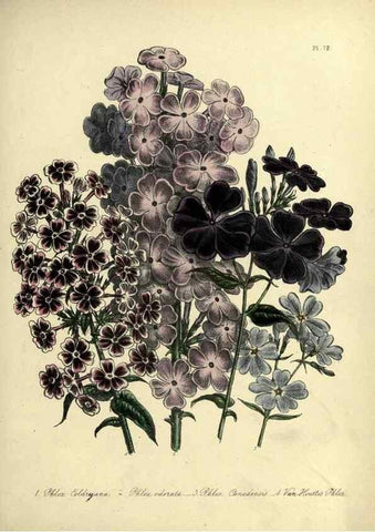 Reproducción/Reproduction 32890823888: The ladies' flower-garden of ornamental perennials.. London,W. Smith,1843-44.. 