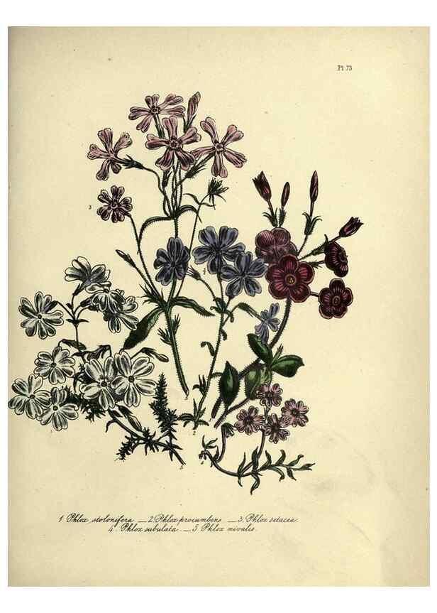 Reproducción/Reproduction 31824836367: The ladies' flower-garden of ornamental perennials.. London,W. Smith,1843-44.. 
