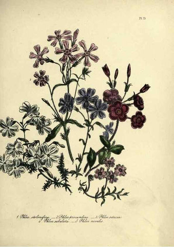 Reproducción/Reproduction 31824836367: The ladies' flower-garden of ornamental perennials.. London,W. Smith,1843-44.. 