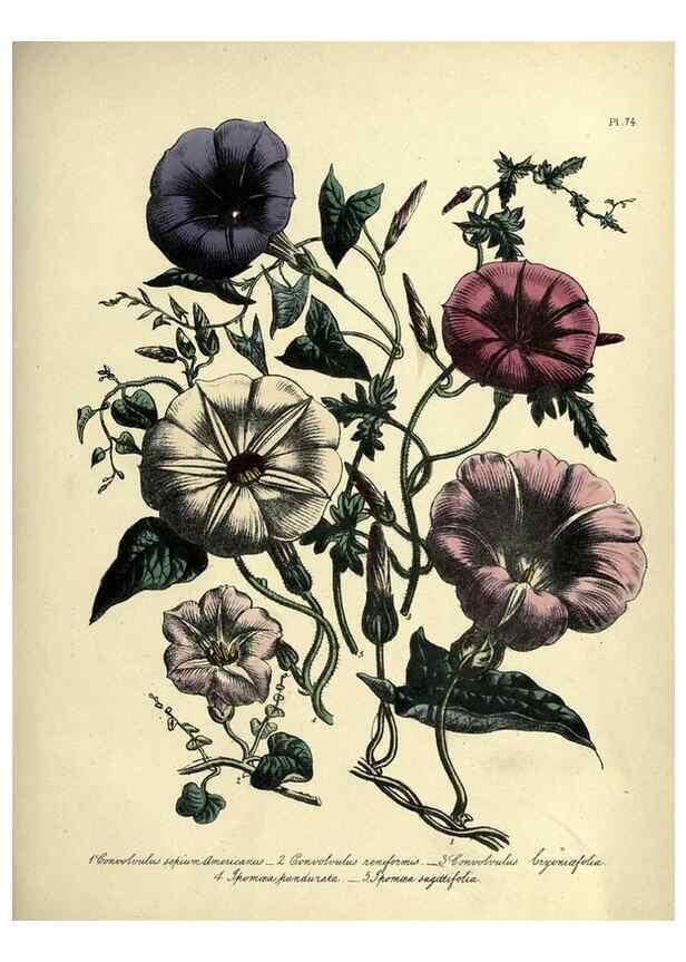 Reproducción/Reproduction 45851301105: The ladies' flower-garden of ornamental perennials.. London,W. Smith,1843-44.. 