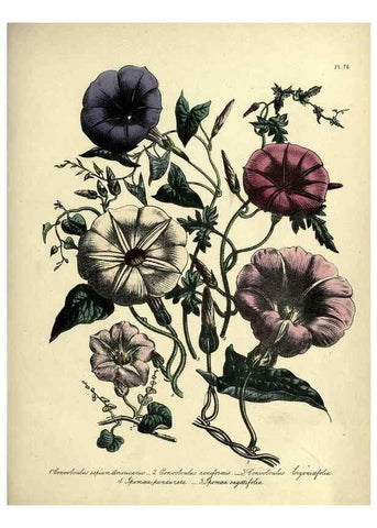 Reproducción/Reproduction 45851301105: The ladies' flower-garden of ornamental perennials.. London,W. Smith,1843-44.. 