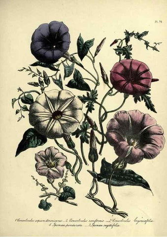 Reproducción/Reproduction 45851301105: The ladies' flower-garden of ornamental perennials.. London,W. Smith,1843-44.. 