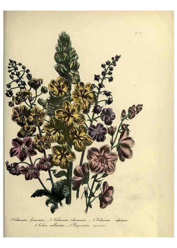 Reproducción/Reproduction 46041367574: The ladies' flower-garden of ornamental perennials.. London,W. Smith,1843-44.. 
