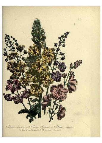 Reproducción/Reproduction 46041367574: The ladies' flower-garden of ornamental perennials.. London,W. Smith,1843-44.. 