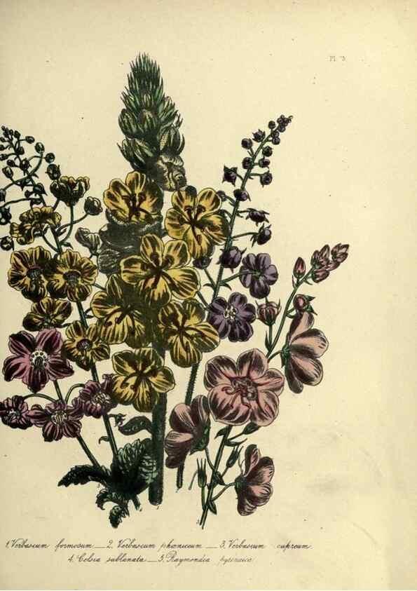 Reproducción/Reproduction 46041367574: The ladies' flower-garden of ornamental perennials.. London,W. Smith,1843-44.. 