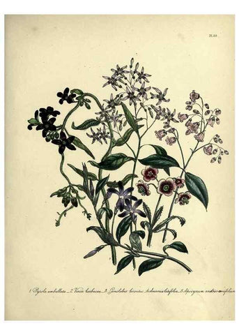 Reproducción/Reproduction 39801144163: The ladies' flower-garden of ornamental perennials.. London,W. Smith,1843-44.. 
