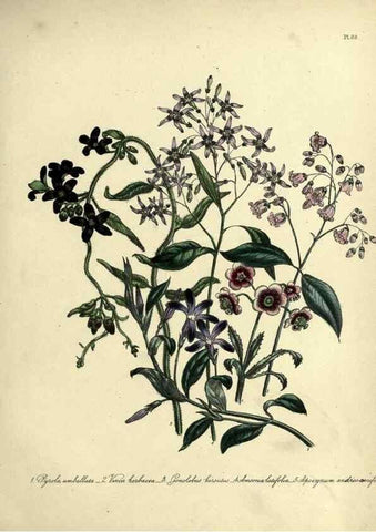 Reproducción/Reproduction 39801144163: The ladies' flower-garden of ornamental perennials.. London,W. Smith,1843-44.. 