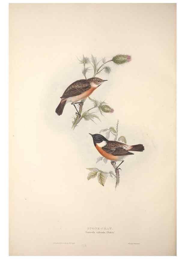 Reproducción/Reproduction 45862474635: The birds of Europe.. London,Printed by R. and J.E. Taylor, pub. by the author,1837.. 