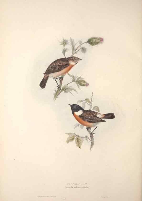 Reproducción/Reproduction 45862474635: The birds of Europe.. London,Printed by R. and J.E. Taylor, pub. by the author,1837.. 