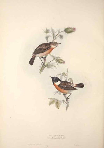 Reproducción/Reproduction 45862474635: The birds of Europe.. London,Printed by R. and J.E. Taylor, pub. by the author,1837.. 