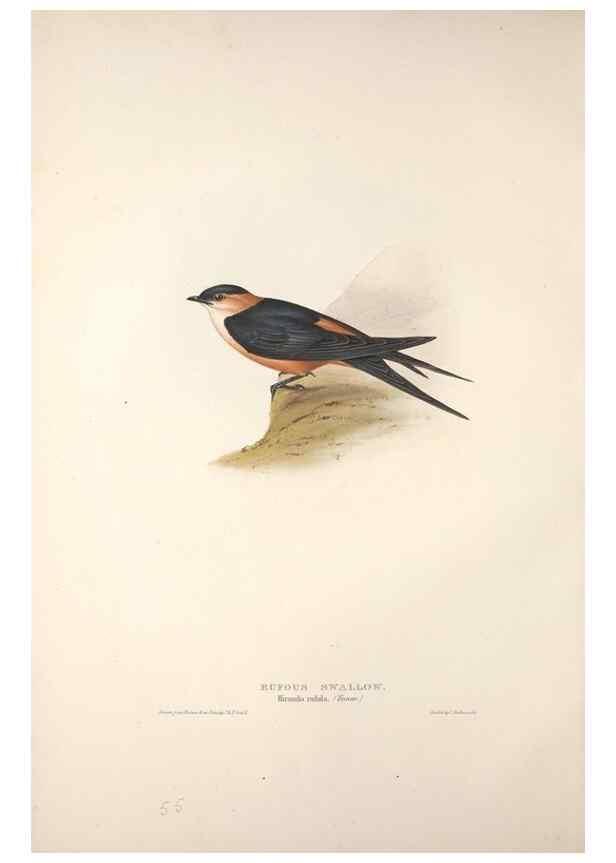 Reproducción/Reproduction 32901798918: The birds of Europe.. London,Printed by R. and J.E. Taylor, pub. by the author,1837.. 