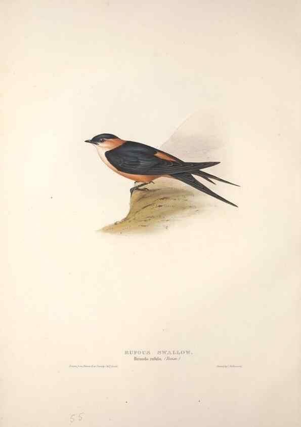 Reproducción/Reproduction 32901798918: The birds of Europe.. London,Printed by R. and J.E. Taylor, pub. by the author,1837.. 