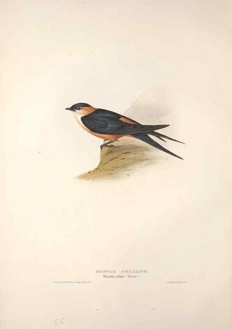 Reproducción/Reproduction 32901798918: The birds of Europe.. London,Printed by R. and J.E. Taylor, pub. by the author,1837.. 