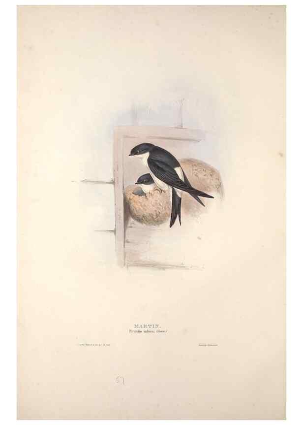 Reproducción/Reproduction 46724760792: The birds of Europe.. London,Printed by R. and J.E. Taylor, pub. by the author,1837.. 