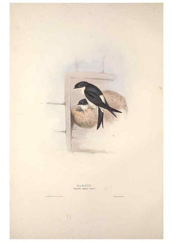 Reproducción/Reproduction 46724760792: The birds of Europe.. London,Printed by R. and J.E. Taylor, pub. by the author,1837.. 