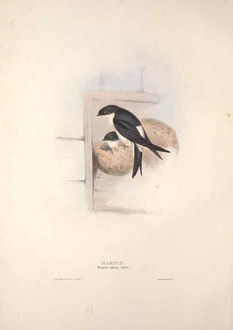 Reproducción/Reproduction 46724760792: The birds of Europe.. London,Printed by R. and J.E. Taylor, pub. by the author,1837.. 