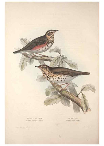 Reproducción/Reproduction 46724792022: The birds of Europe.. London,Printed by R. and J.E. Taylor, pub. by the author,1837.. 