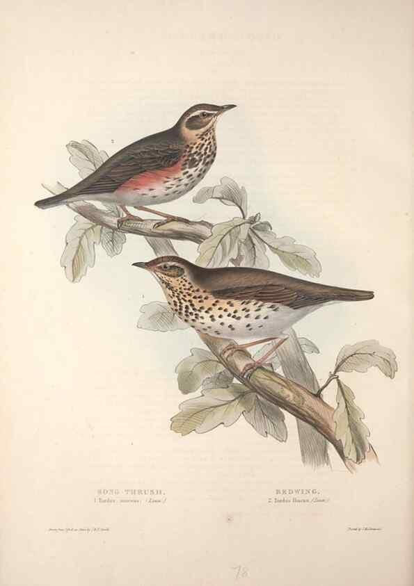 Reproducción/Reproduction 46724792022: The birds of Europe.. London,Printed by R. and J.E. Taylor, pub. by the author,1837.. 