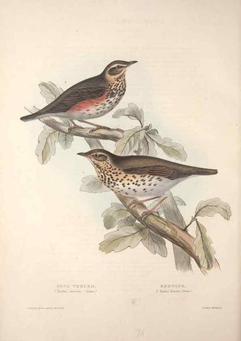 Reproducción/Reproduction 46724792022: The birds of Europe.. London,Printed by R. and J.E. Taylor, pub. by the author,1837.. 