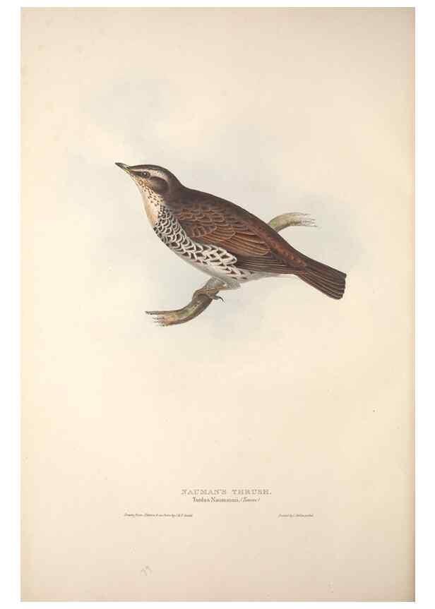 Reproducción/Reproduction 32901836838: The birds of Europe.. London,Printed by R. and J.E. Taylor, pub. by the author,1837.. 