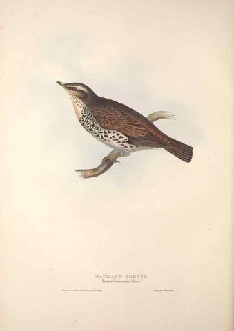 Reproducción/Reproduction 32901836838: The birds of Europe.. London,Printed by R. and J.E. Taylor, pub. by the author,1837.. 