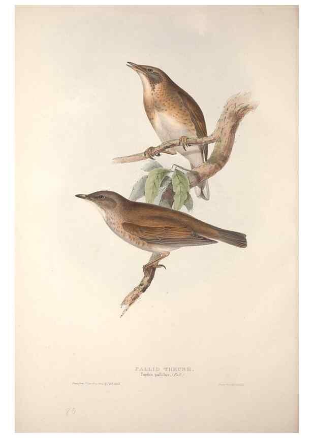 Reproducción/Reproduction 46724794672: The birds of Europe.. London,Printed by R. and J.E. Taylor, pub. by the author,1837.. 