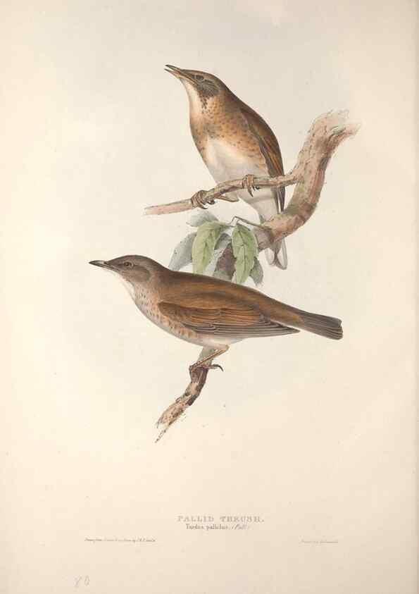 Reproducción/Reproduction 46724794672: The birds of Europe.. London,Printed by R. and J.E. Taylor, pub. by the author,1837.. 