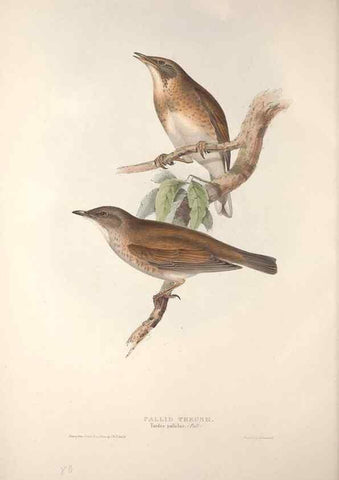 Reproducción/Reproduction 46724794672: The birds of Europe.. London,Printed by R. and J.E. Taylor, pub. by the author,1837.. 