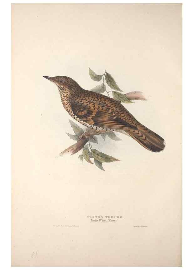 Reproducción/Reproduction 31835781997: The birds of Europe.. London,Printed by R. and J.E. Taylor, pub. by the author,1837.. 