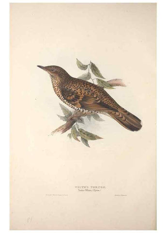 Reproducción/Reproduction 31835781997: The birds of Europe.. London,Printed by R. and J.E. Taylor, pub. by the author,1837.. 