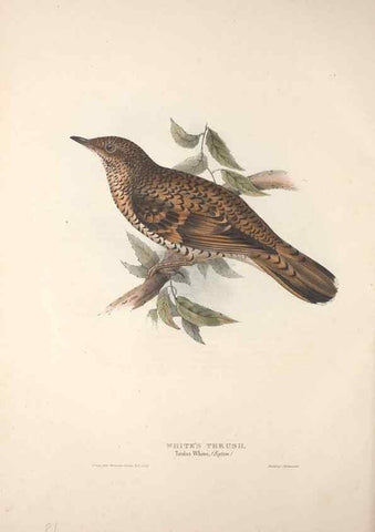 Reproducción/Reproduction 31835781997: The birds of Europe.. London,Printed by R. and J.E. Taylor, pub. by the author,1837.. 