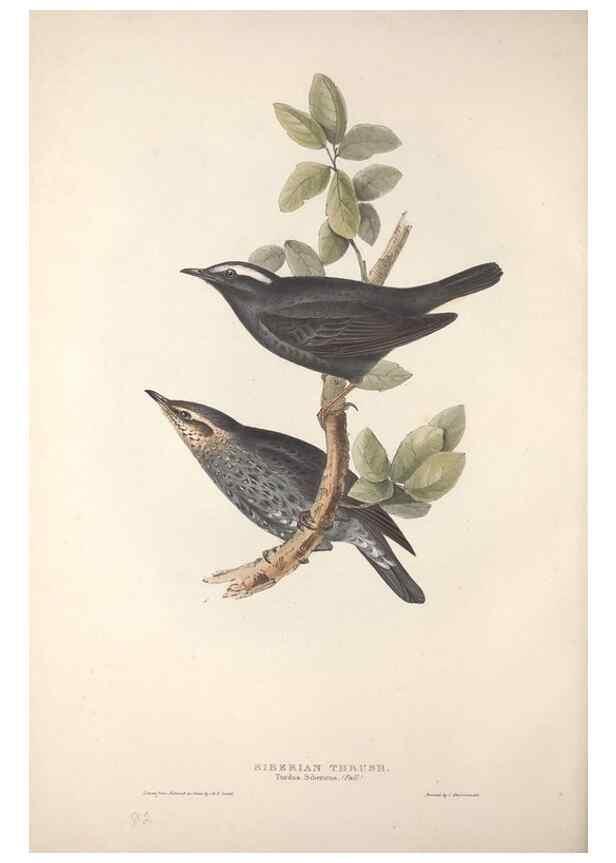Reproducción/Reproduction 46724799832: The birds of Europe.. London,Printed by R. and J.E. Taylor, pub. by the author,1837.. 