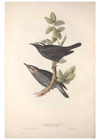 Reproducción/Reproduction 46724799832: The birds of Europe.. London,Printed by R. and J.E. Taylor, pub. by the author,1837.. 