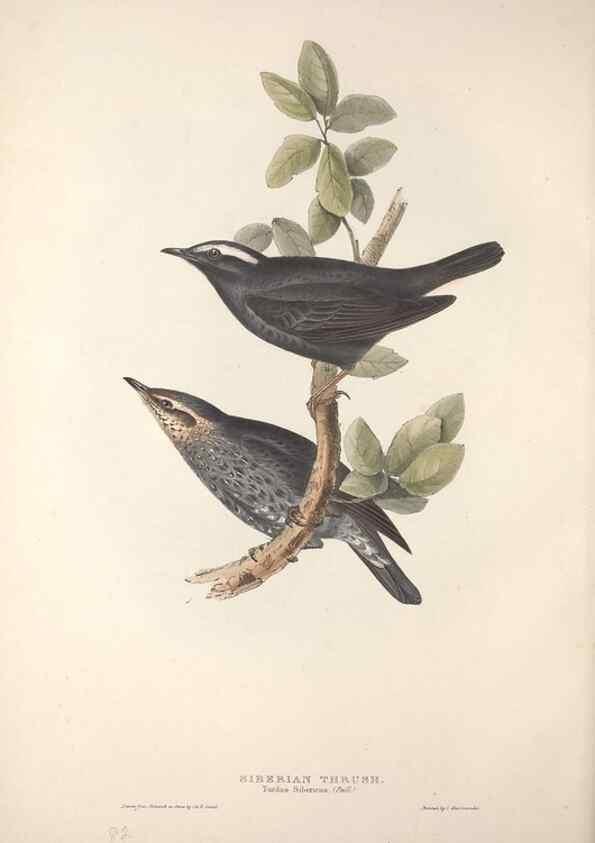 Reproducción/Reproduction 46724799832: The birds of Europe.. London,Printed by R. and J.E. Taylor, pub. by the author,1837.. 