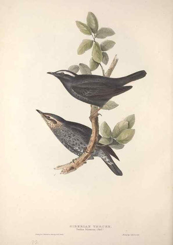 Reproducción/Reproduction 46724799832: The birds of Europe.. London,Printed by R. and J.E. Taylor, pub. by the author,1837.. 
