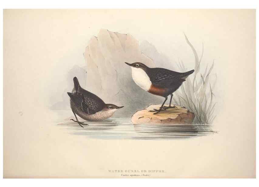 Reproducción/Reproduction 39812176283: The birds of Europe.. London,Printed by R. and J.E. Taylor, pub. by the author,1837.. 