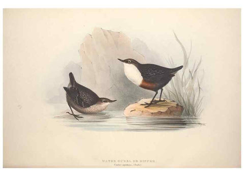 Reproducción/Reproduction 39812176283: The birds of Europe.. London,Printed by R. and J.E. Taylor, pub. by the author,1837.. 