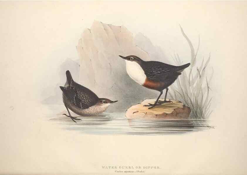 Reproducción/Reproduction 39812176283: The birds of Europe.. London,Printed by R. and J.E. Taylor, pub. by the author,1837.. 