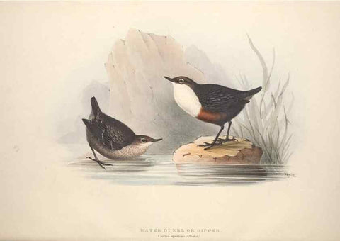 Reproducción/Reproduction 39812176283: The birds of Europe.. London,Printed by R. and J.E. Taylor, pub. by the author,1837.. 