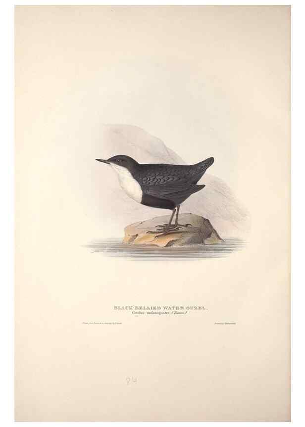 Reproducción/Reproduction 46724800912: The birds of Europe.. London,Printed by R. and J.E. Taylor, pub. by the author,1837.. 