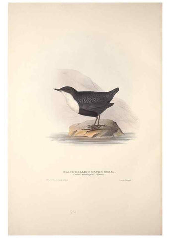 Reproducción/Reproduction 46724800912: The birds of Europe.. London,Printed by R. and J.E. Taylor, pub. by the author,1837.. 