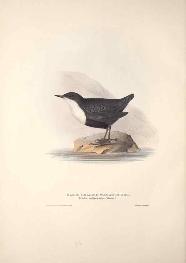 Reproducción/Reproduction 46724800912: The birds of Europe.. London,Printed by R. and J.E. Taylor, pub. by the author,1837.. 