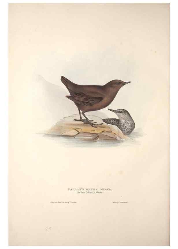 Reproducción/Reproduction 39812178743: The birds of Europe.. London,Printed by R. and J.E. Taylor, pub. by the author,1837.. 