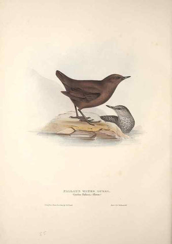 Reproducción/Reproduction 39812178743: The birds of Europe.. London,Printed by R. and J.E. Taylor, pub. by the author,1837.. 