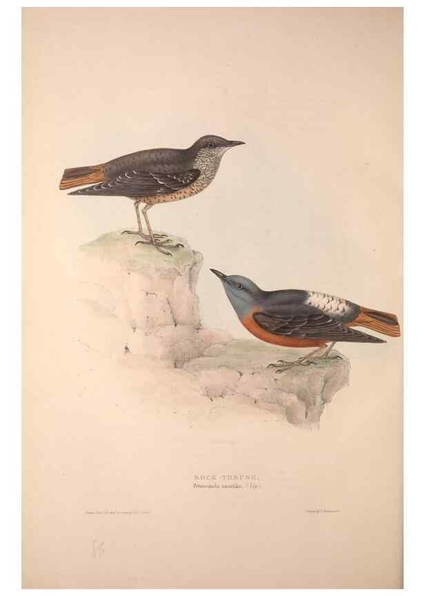 Reproducción/Reproduction 31835785697: The birds of Europe.. London,Printed by R. and J.E. Taylor, pub. by the author,1837.. 