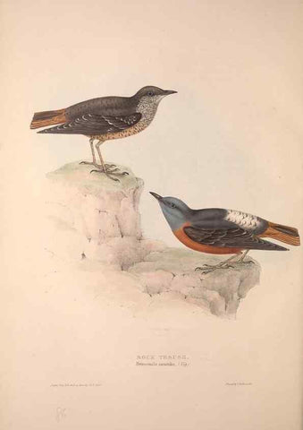 Reproducción/Reproduction 31835785697: The birds of Europe.. London,Printed by R. and J.E. Taylor, pub. by the author,1837.. 