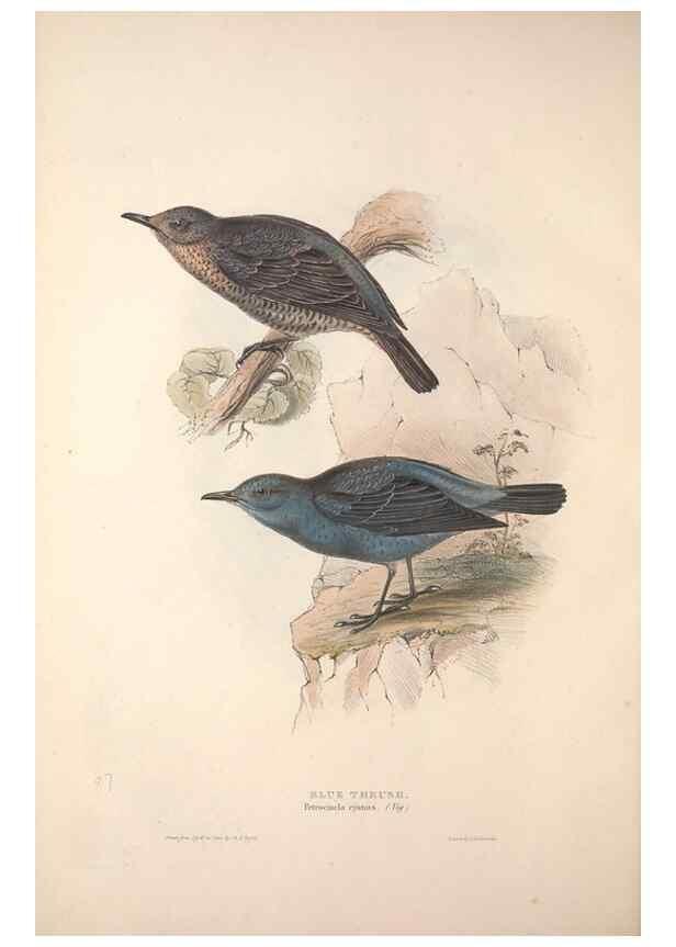 Reproducción/Reproduction 46052400024: The birds of Europe.. London,Printed by R. and J.E. Taylor, pub. by the author,1837.. 